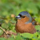 chaffinch